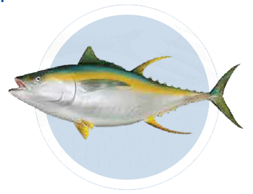 Atun Aleta Amarilla