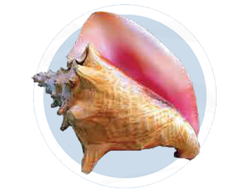 Caracol Rosado