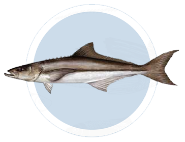 Cobia