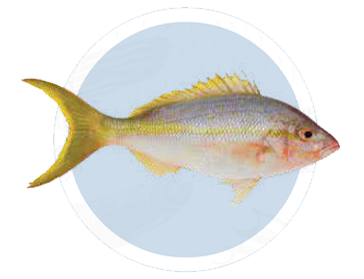 COLA AMARILLO ATLÃNTICO