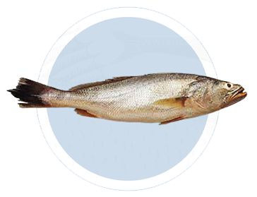 Corvina