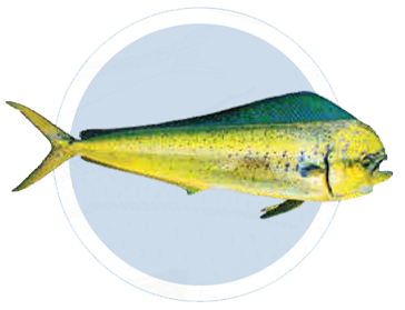 DORADO (MAHI-MAHI)