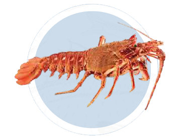 Langosta del Atlantico