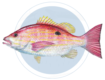 Pargo Mancha Pacifico