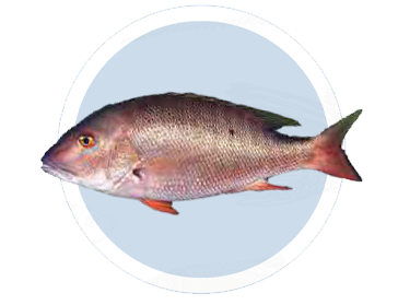 Pargo Mutton