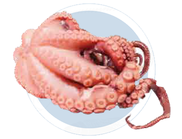 Pulpo