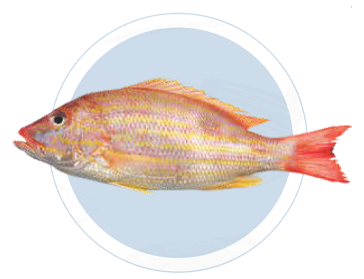 Pargo Mancha AtlÃ¡ntico