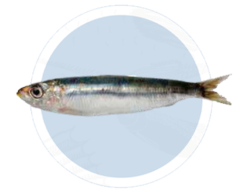 Sardina