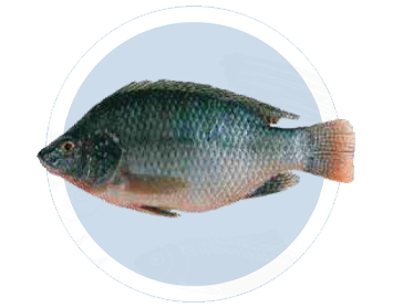 Tilapia